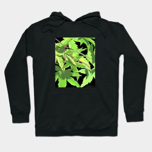 Japanese Maple in the Summer Light Hoodie